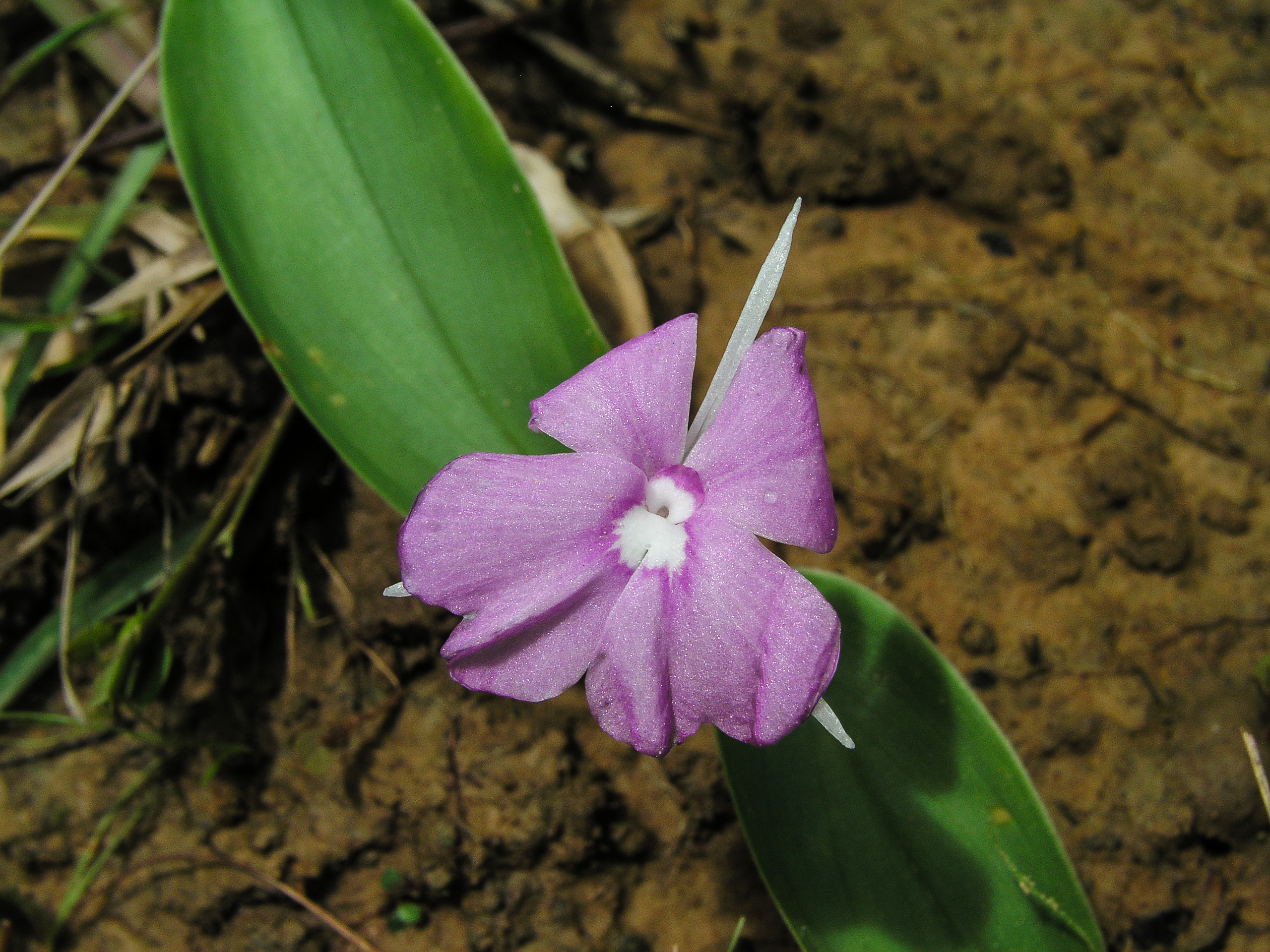 สบแห้ง Kaempferia larsenii Sirirugsa<br/>Zingiberaceae